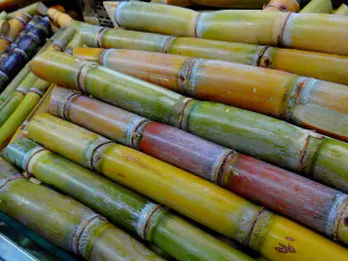 Health Benefits of Sugar Cane