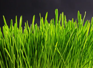 is Wheatgrass Good for You